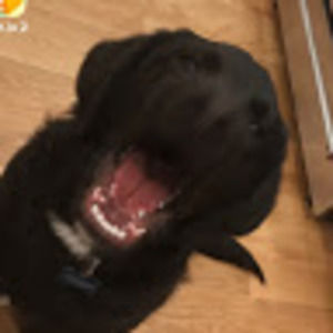 Meet your Posher, William